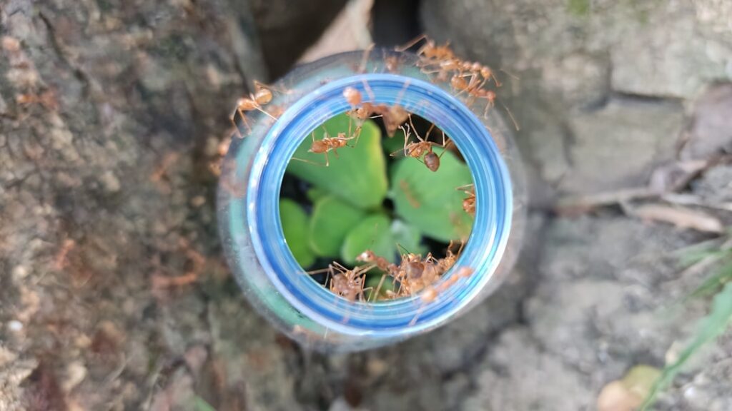 A close-up shot of a plant cutting in a clear glass jar with healthy white roots visibly emerging from the stem underwat
