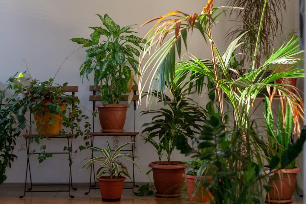 A beautiful indoor plant arrangement showcasing a variety of low-light tolerant plants in different pots creating a lush