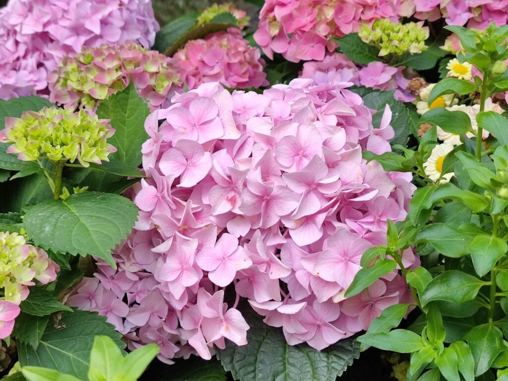 An image showing cuttings of rose fig and hydrangea stems planted in individual small pots with rooting hormone covered 