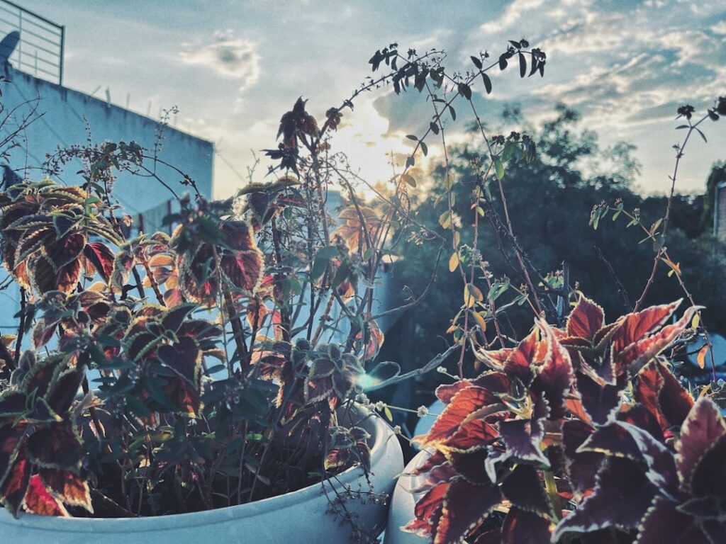 A beautiful autumn-themed container garden on a balcony featuring various cool-season vegetables like kale spinach and S