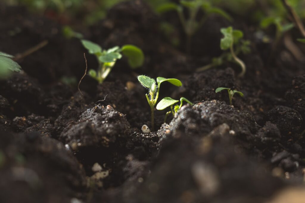 Healthy purslane plants with green leaves and reddish stems growing abundantly in rich garden soil