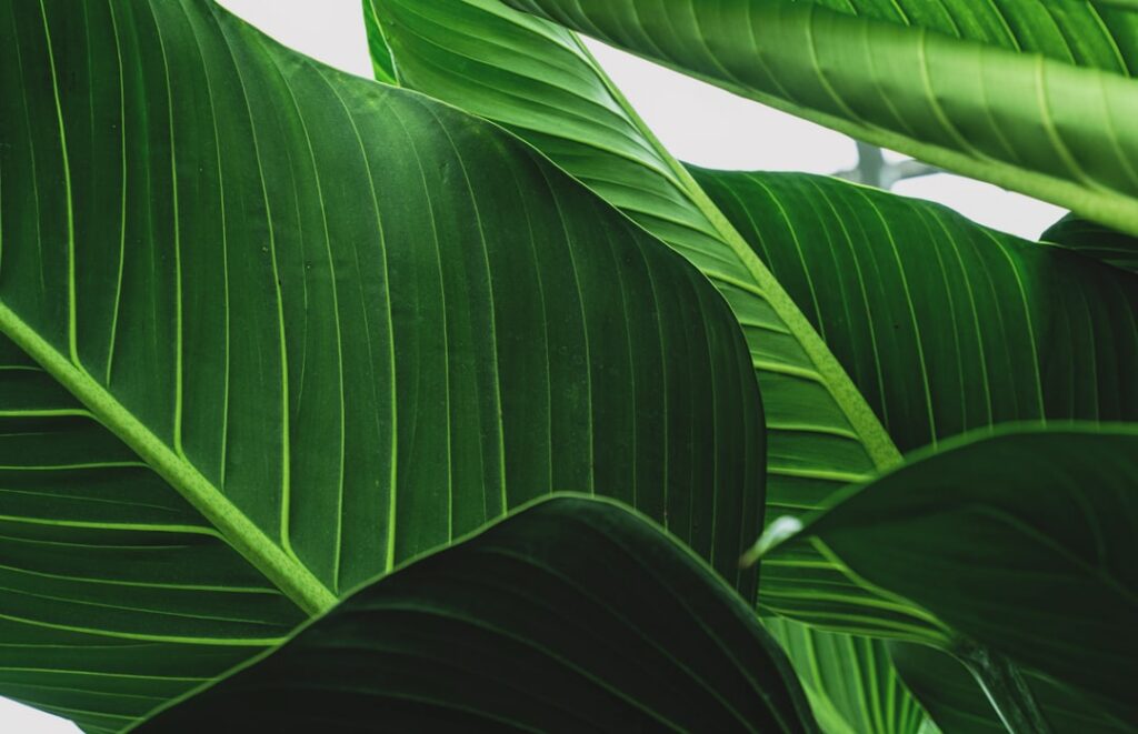 Close-up of fresh plantain leaves with water droplets illustrating its natural soothing properties