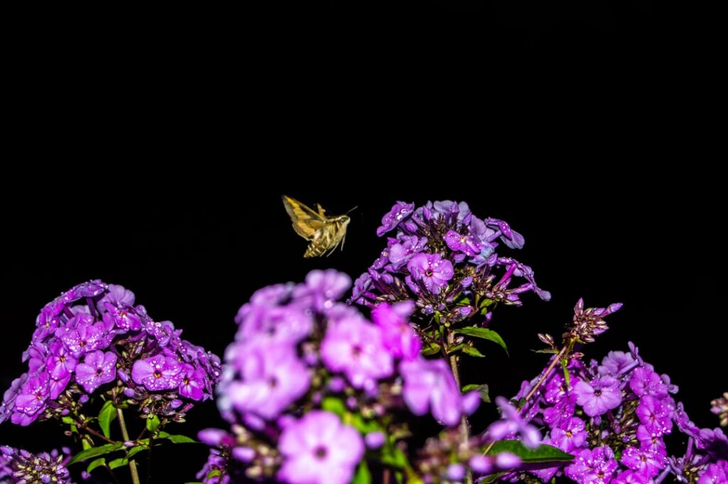 A close-up of a sphinx moth with its long proboscis drinking nectar from a white trumpet-shaped night-blooming flower un