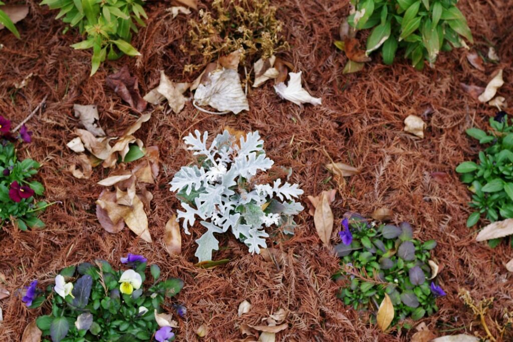 A vibrant and healthy summer garden showing a variety of heat-tolerant plants thriving under the sun with visible mulch 