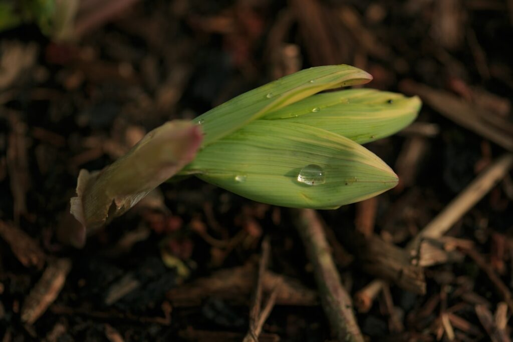 A close-up shot of a ginger rhizome with small green sprouts emerging from its eyes and delicate white roots growing int