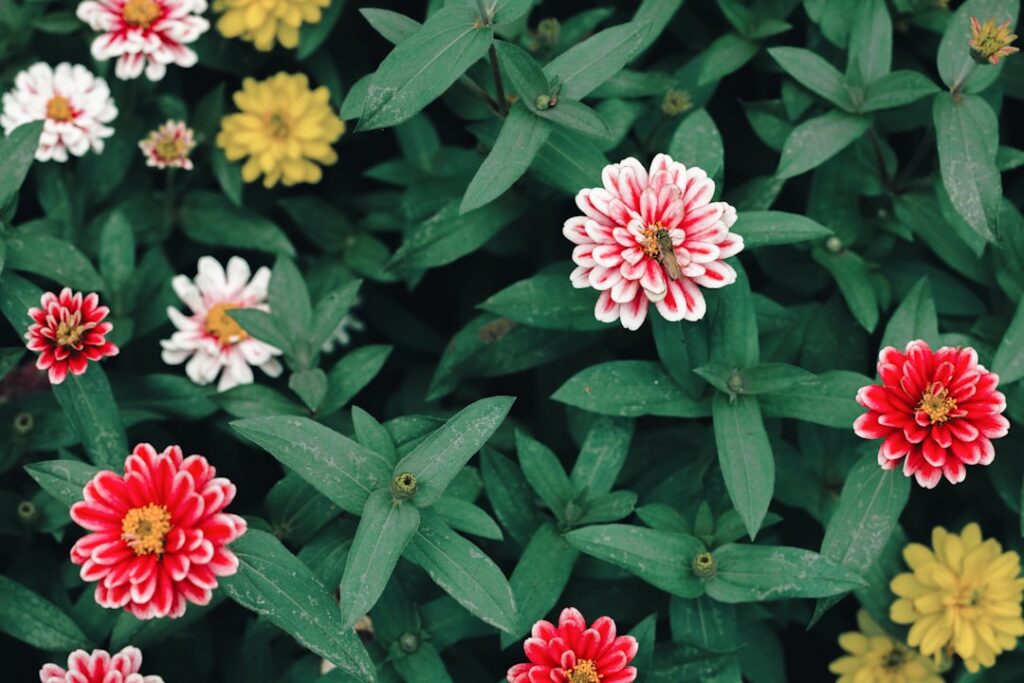 Close-up of vibrant Zinnia flowers in various colors with a butterfly on one of the blooms