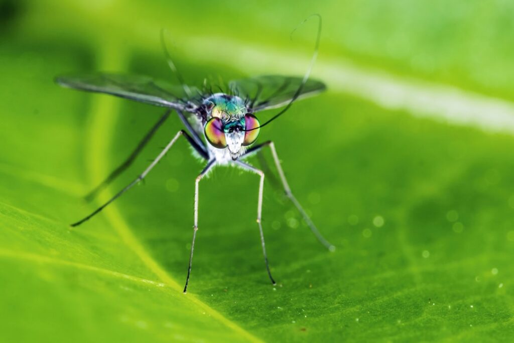 A close-up of an adult crane fly resting on a leaf or flower showcasing its long legs and delicate wings in a natural ga