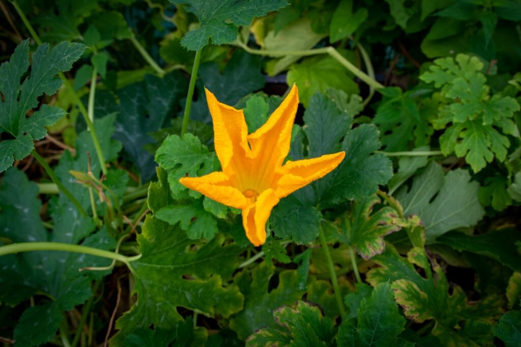 A person s hands gently harvesting fresh vibrant edible flowers like nasturtiums and violas from a lush home garden