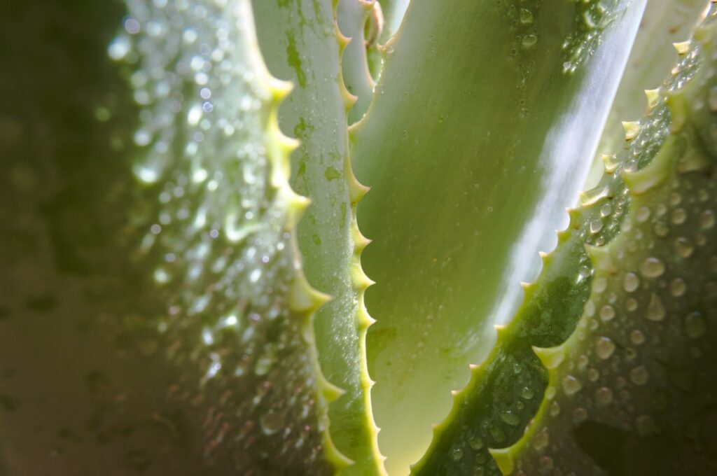 Close-up of fresh aloe vera leaves and a small bowl of honey with a wooden dipper on a clean light background