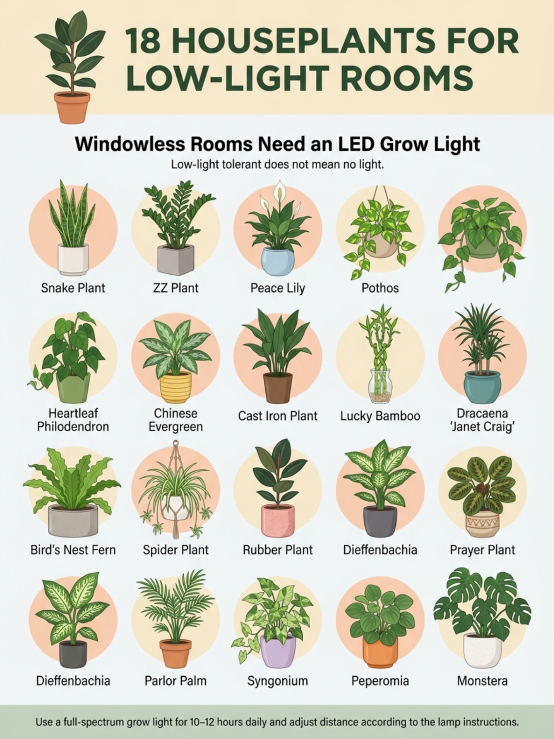 18 Best Houseplants for Low-Light Rooms