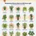 18 Best Houseplants for Low-Light Rooms
