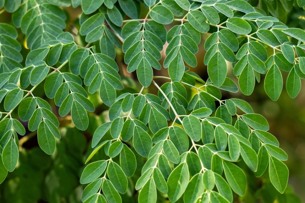 A close-up of vibrant green Moringa powder in a wooden bowl with a small scoop next to fresh Moringa leaves