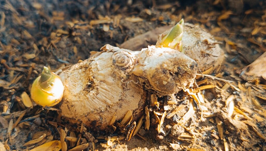 A close-up of a hand gently placing a ginger rhizome section with visible eyes into a terracotta pot filled with rich da