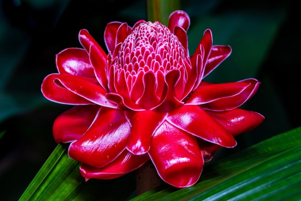 A vibrant exotic ginger flower likely a Zingiber officinale or a related ornamental ginger species showing its distincti