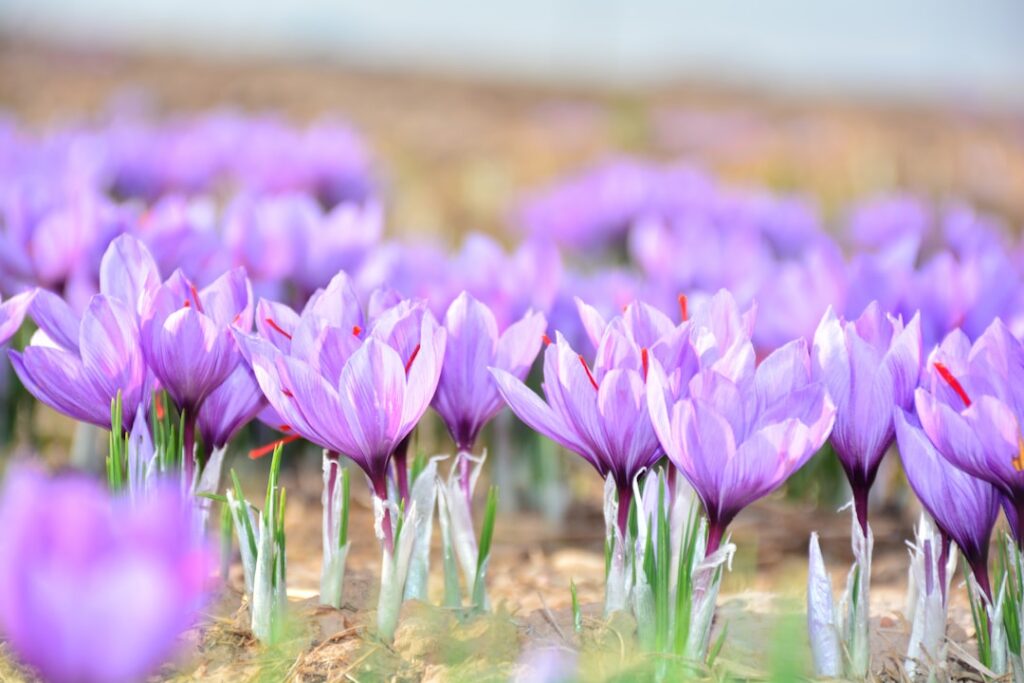 A close-up of a vibrant purple saffron crocus flower with visible red stigmas ready for harvesting