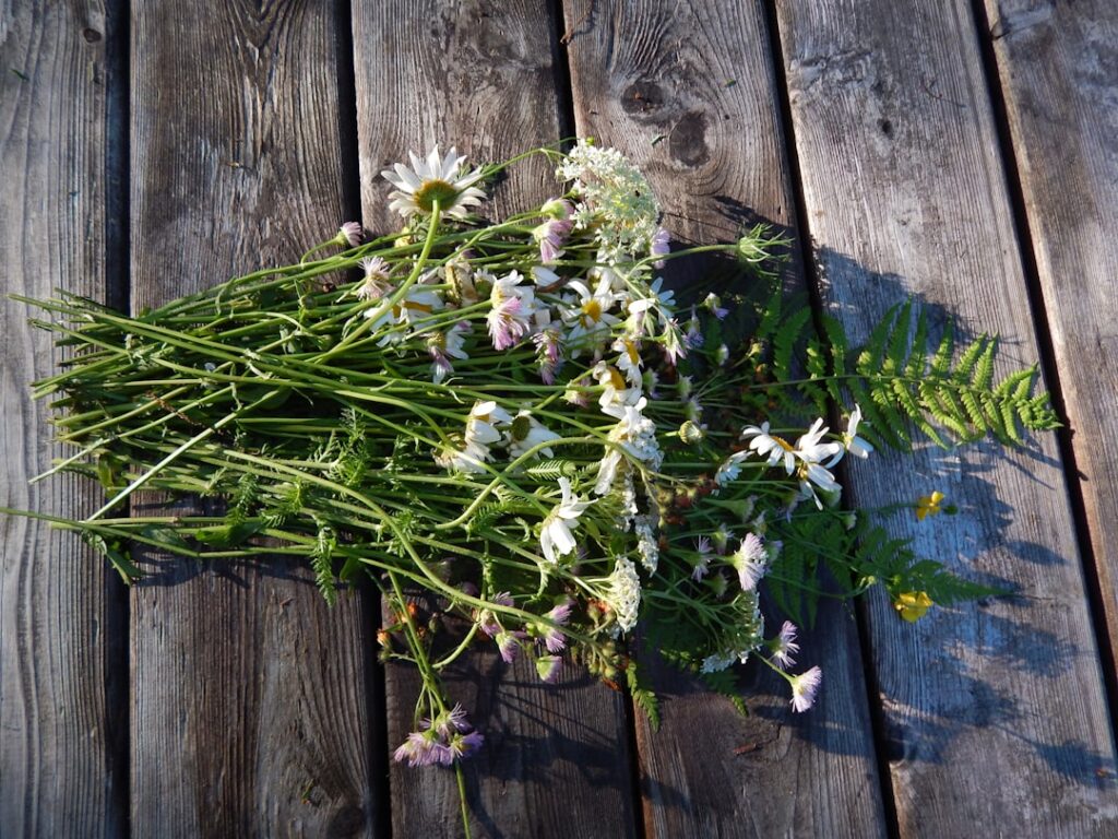 A hand holding a bunch of freshly harvested Yarrow stems showing the delicate white flower clusters and feathery green l