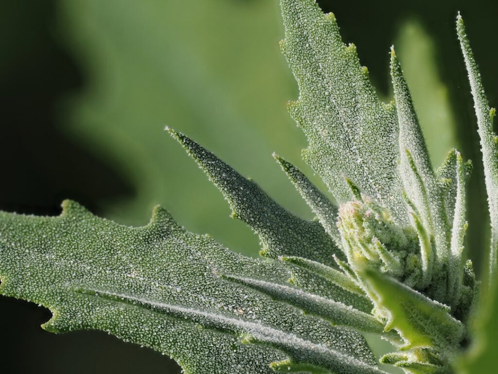 Close-up of Mugwort leaves showing the distinctive green top and silvery-white fuzzy underside