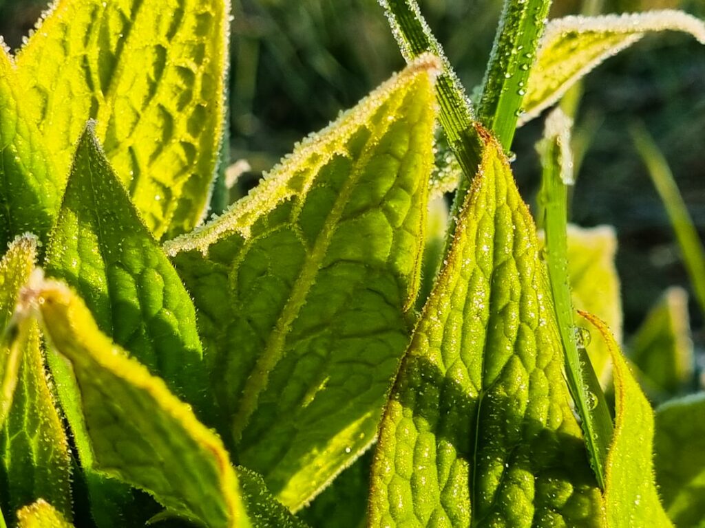 Close-up of fresh vibrant green Indian Borage leaves with fuzzy texture being gently rinsed under running water