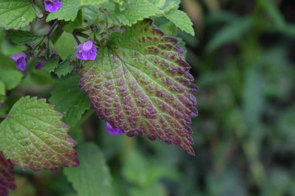 Close-up of fresh purple dead nettle plants growing in a field showing the square stem purple-tinged upper leaves and sm
