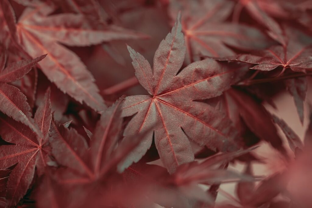 Close-up of freshly harvested vibrant green castor leaves with red veins on a rustic wooden surface