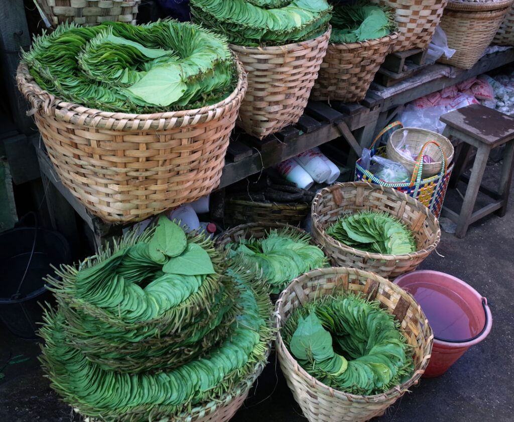 Hands gently warming fresh castor leaves over a pan of simmering water creating steam