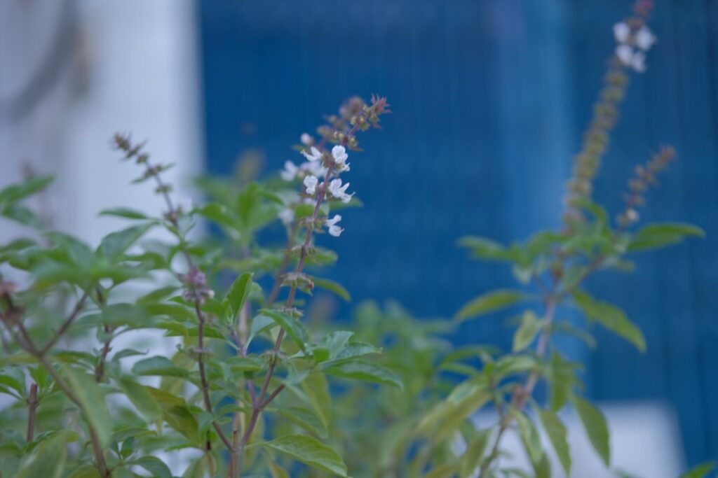 Close-up of delicate white basil flowers on a green plant with a blurred background