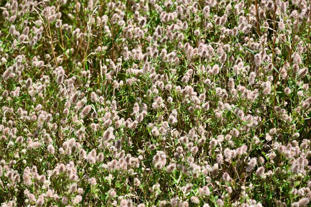 A person carefully spreading freshly picked white clover flowers on a drying rack or clean cloth in a well-ventilated ar