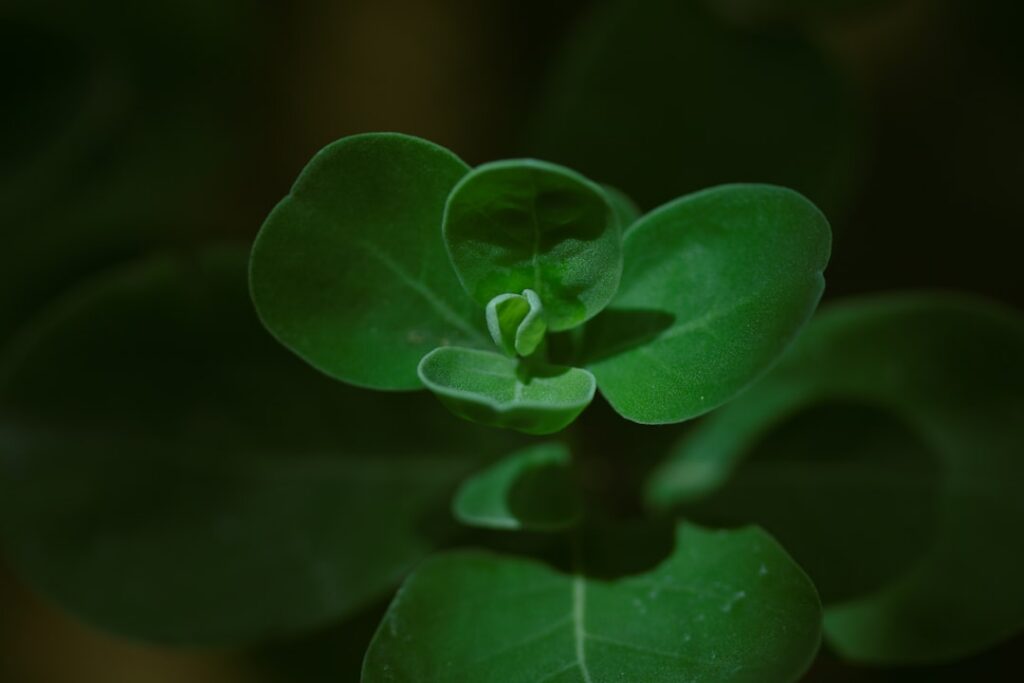 Close-up of fresh purslane growing abundantly in rich soil showing its distinctive fleshy leaves and reddish stems