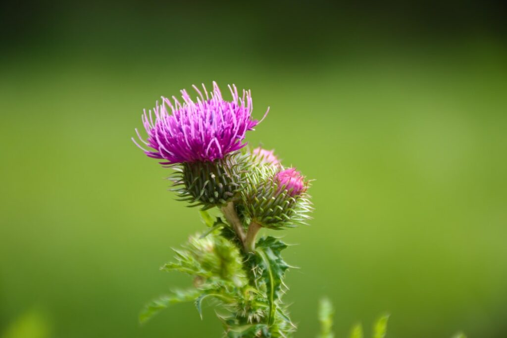 Close-up of fresh thistle leaves and flowers ready for preparation of a herbal compress