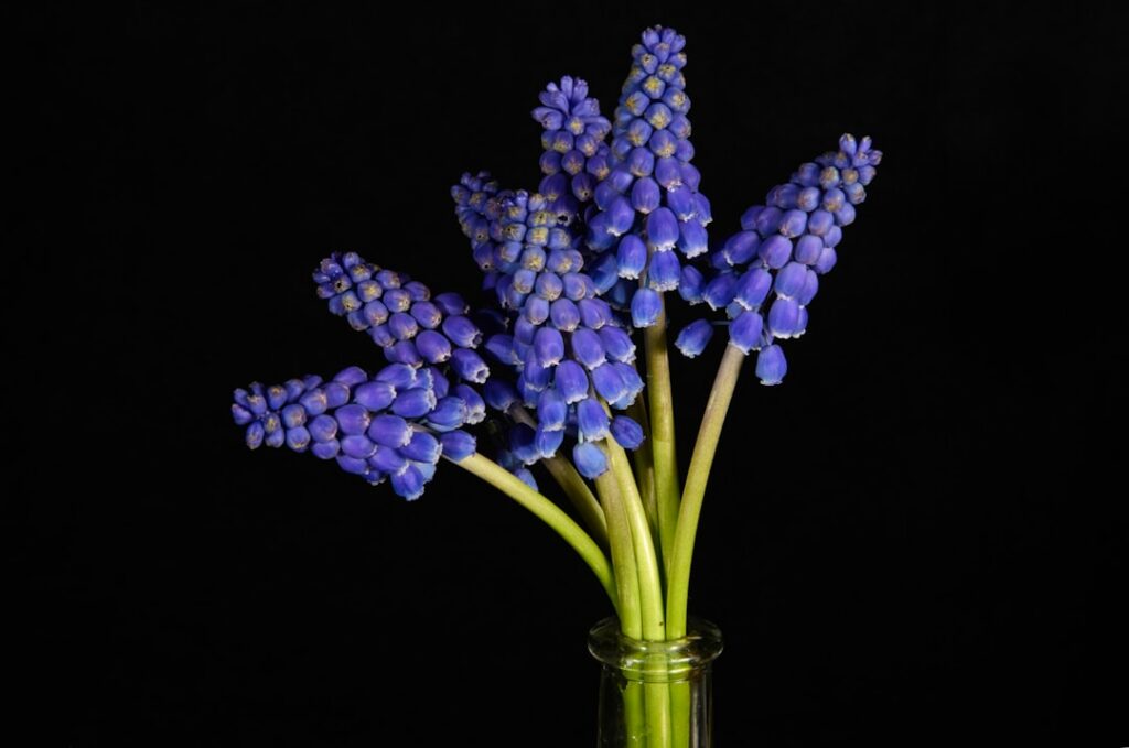 A clear glass bottle filled with a vibrant dark purple Muscari botanical rinse with a label Muscari Botanical Rinse
