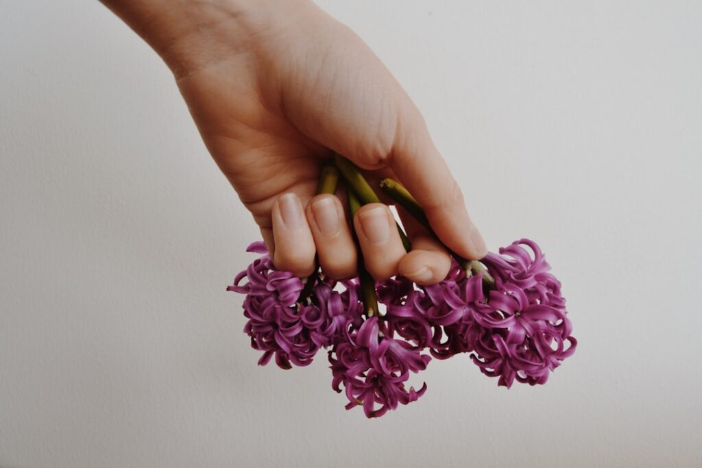 A close-up of a hand carefully picking fresh purple grape hyacinth flowers from a garden patch