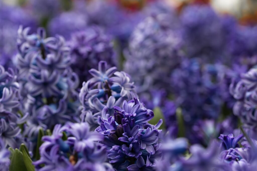 Grape Hyacinth flowers simmering in a light green pot on a stovetop infusing in water