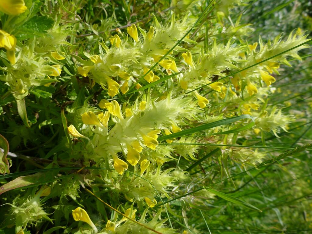 Close-up of a mullein plant in its natural habitat showing its fuzzy green leaves and a budding or flowering stalk with