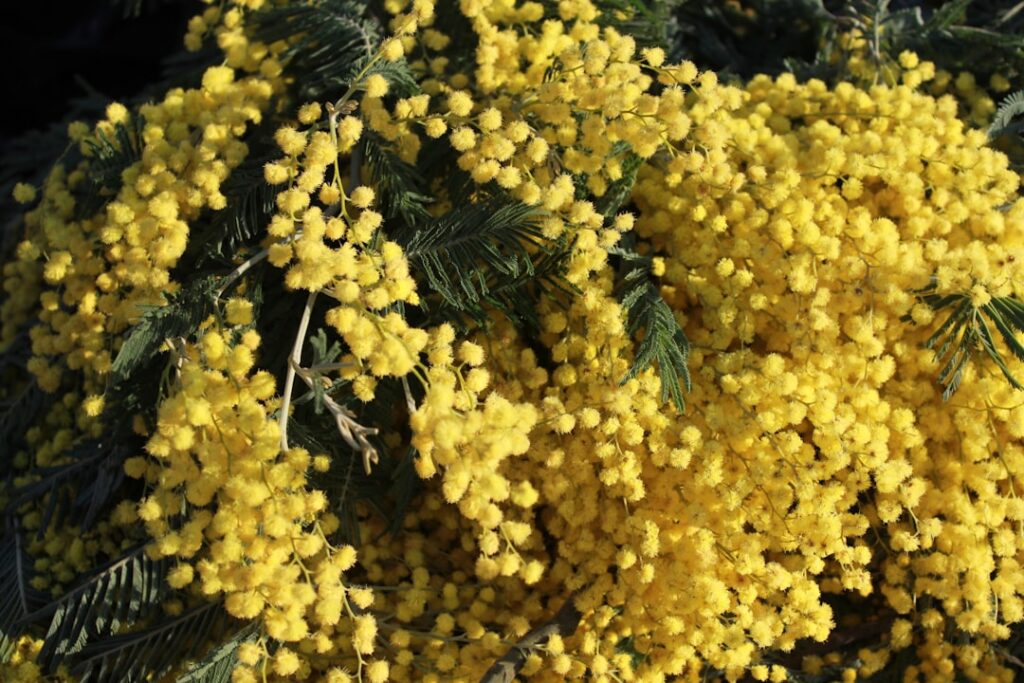 A human hand gently harvesting fluffy pink mimosa flowers from a tree