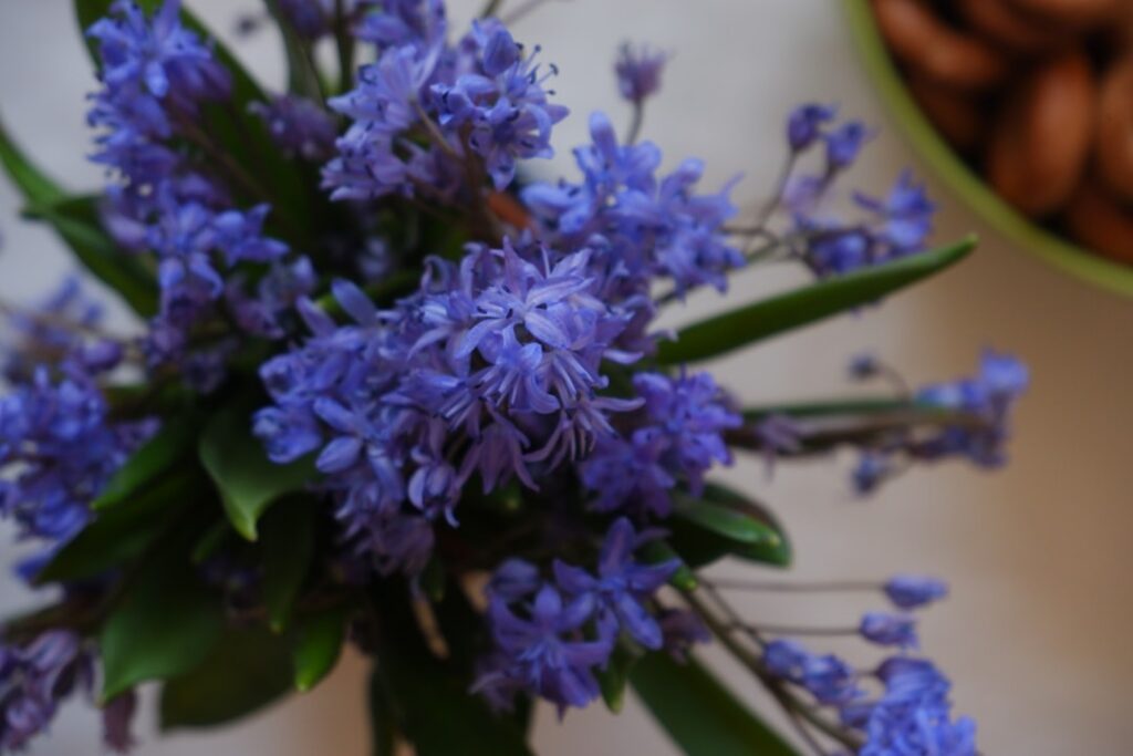 A close-up of vibrant blue-purple grape hyacinth flowers in a non-reactive pot gently simmering in water with a light bl