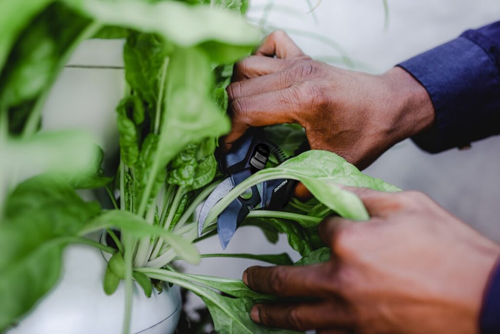 A person s hands carefully harvesting fresh green plantain leaves from a clean grassy area showing healthy leaves withou