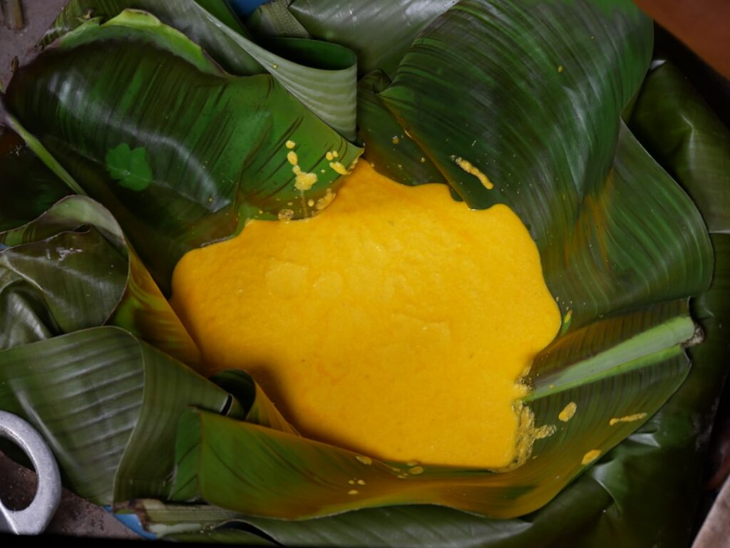 A close-up of a prepared plantain poultice on a clean gauze pad ready to be applied to the skin showing the crushed gree