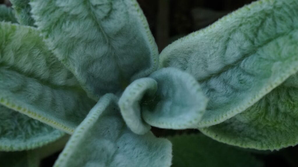 A close-up of a broadleaf plantain plant Plantago major growing in a natural setting showcasing its characteristic ribbe