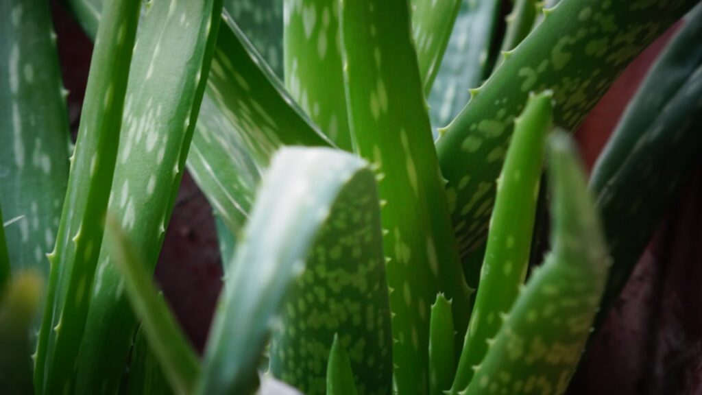 A close-up of a vibrant healthy aloe vera plant with its thick green spiky leaves Sunlight might be gently highlighting 