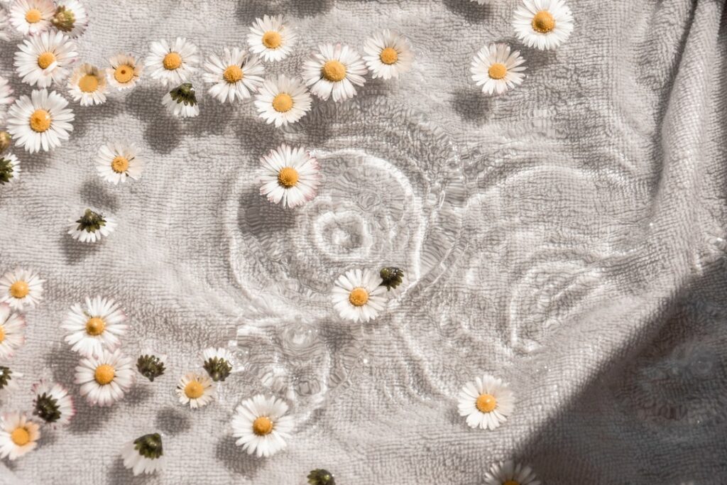 A close-up of wilted daisy flower heads spread out on a clean white towel showing moisture being released