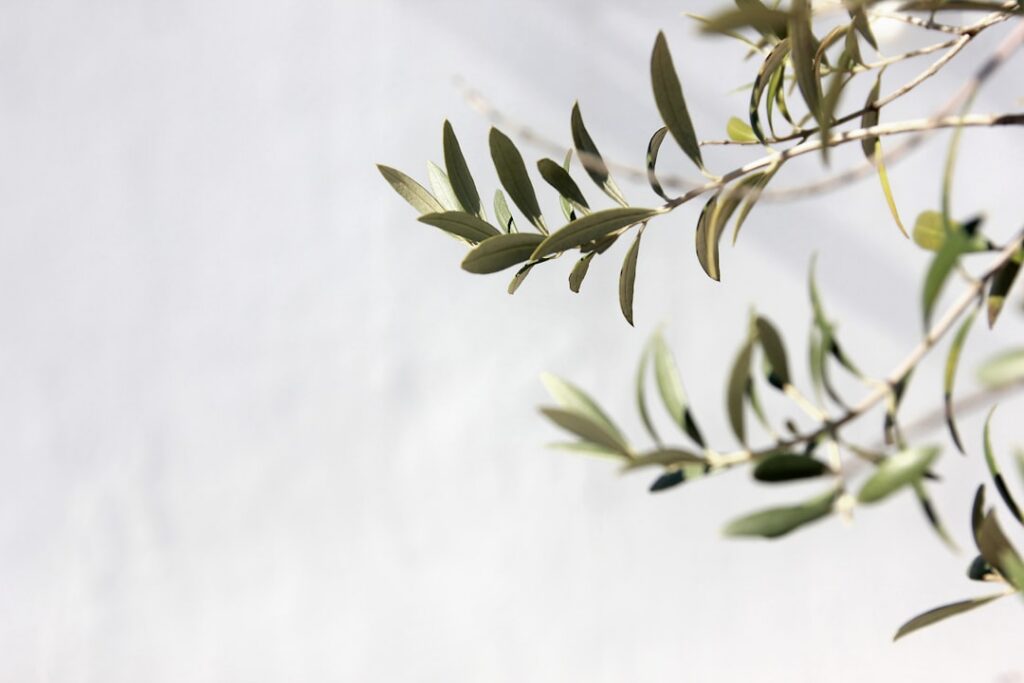 Close-up of dried organic olive leaves in a small wooden bowl ready for tea preparation
