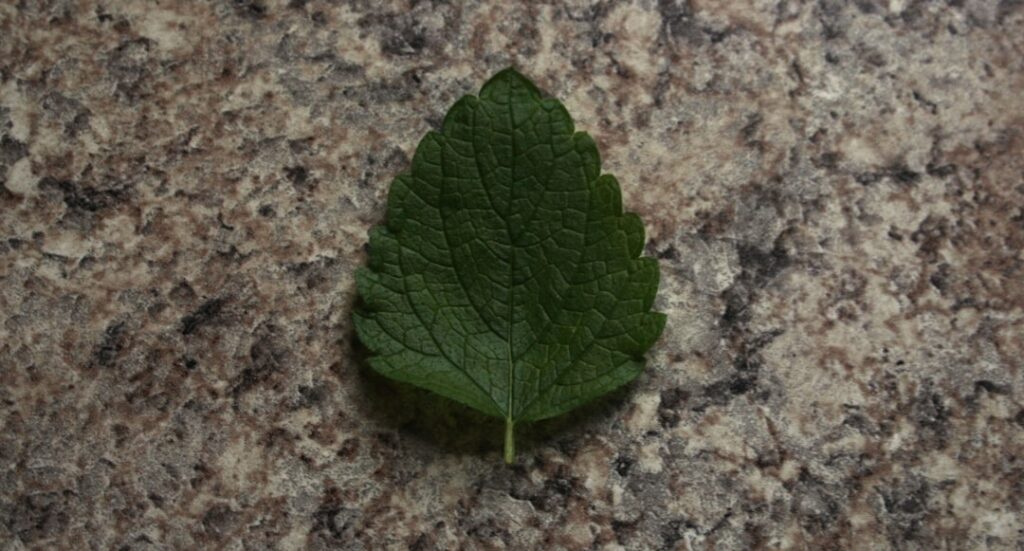 A clear glass mug of golden olive leaf tea garnished with a slice of lemon and a sprig of fresh mint on a wooden coaster
