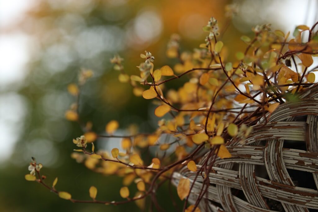 A close-up of hands gently harvesting yellow goldenrod flowers and green leaves into a small woven basket with more gold