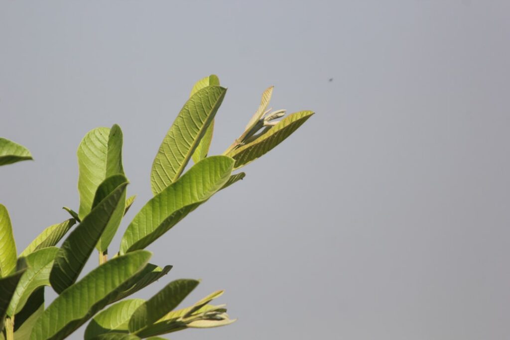 A close-up of a hand carefully washing fresh green guava leaves under running water in a kitchen sink emphasizing cleanl