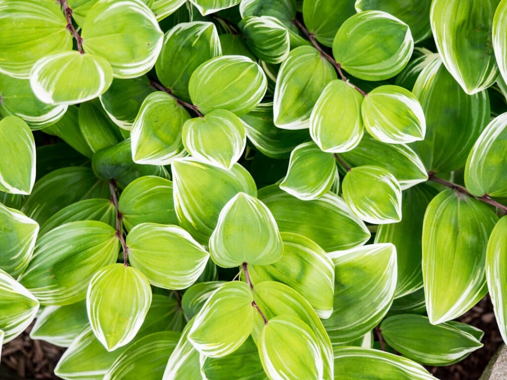 An assortment of popular shade-loving plants such as Hostas Ferns Astilbe and Heuchera showing their diverse leaf shapes