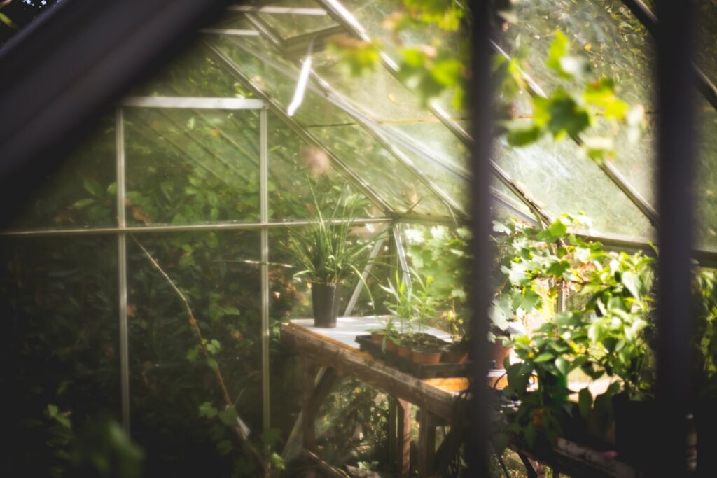 An interior view of a converted shed greenhouse showing shelves filled with thriving young plants a watering can and goo