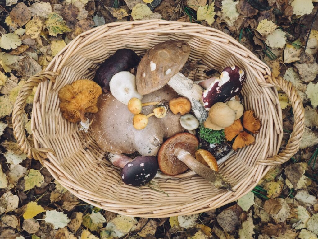 Fresh mushrooms laid out on a tray in direct sunlight illustrating the pro tip to boost Vitamin D