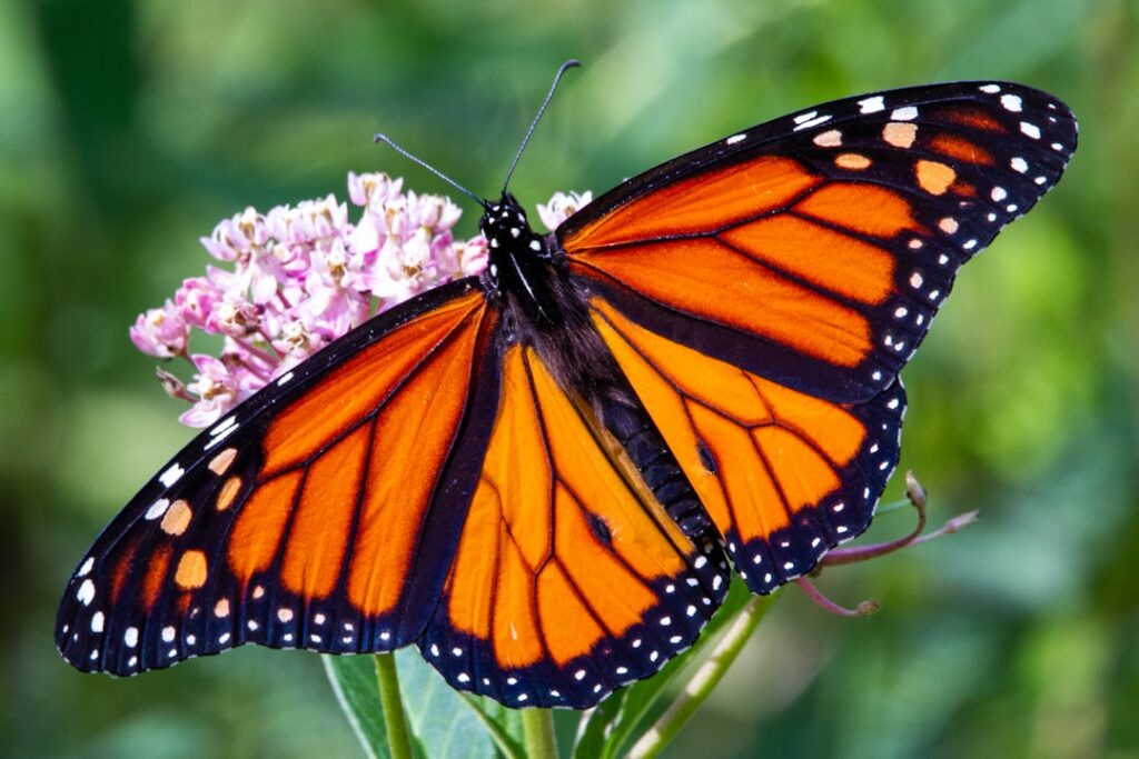 A variety of native wildflowers in bloom attracting bees and monarch butterflies demonstrating a pollinator-friendly gar