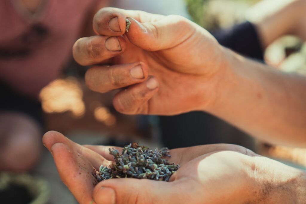 Hands sifting dried flower seeds through a fine-mesh screen to separate seeds from chaff