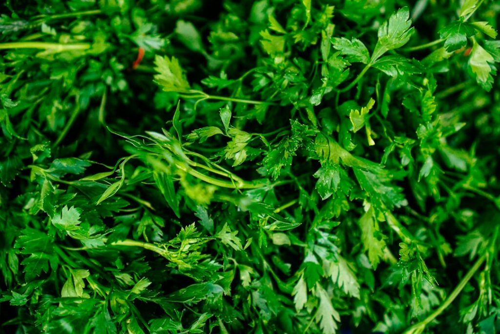 A close-up of a vibrant fresh pile of cilantro and various cruciferous vegetables like broccoli florets and kale leaves